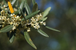 olive flower2.jpg